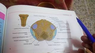 MEDULLA OBLONGATA internal featuresat pyramid decussation levelpart 1 [upl. by Elhsa]