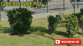 QUERO QUERO CANTANDO FORTE CANTO DO PÁSSARO QUERO QUERO SONGBIRDS PASSERINE BADERNA DE PÁSSAROS [upl. by Noroj280]