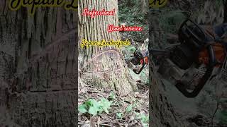 Wood Service Pro 伐倒林業 wood 農業 chainsaw July 25 2024 [upl. by Aicatan]