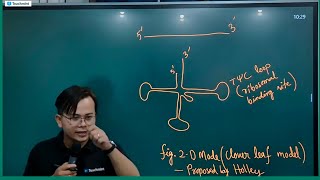 tRNA Structure Molecular Basis of Inheritance Chapter [upl. by Anaz]