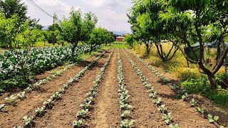 Brokoli Üretimi ve Kısa Bilgiler [upl. by Egwan]