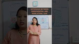shortsDifference between Dorsoventralamp isobilateral leaf Anatomy of flowering plantsclass11neet [upl. by Edita]