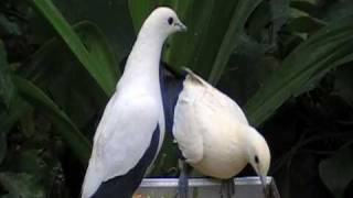 pied imperial pigeon [upl. by Lose]