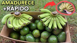 COMO AMADURECER BANANA VERDE  RÁPIDO [upl. by Areip]