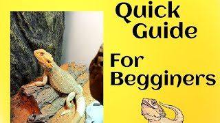 Bearded dragon care Quick guide for beginners [upl. by Gnart]