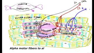 Functions of Muscle Spindles Intrafusal fibers [upl. by Inar977]