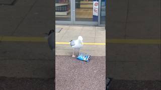 Most Dangerous amp Intelligent Bird Seagull 🧠 By Wild Adventures [upl. by Arihas520]