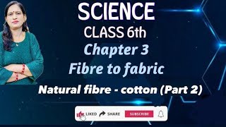 Class 6th l Science l chapter 3 l Fibre to fabric l Natural fibre Plant fibre Cotton l [upl. by Paff]