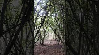 Into the treesMillfield Woods North Yorkshire🐩🐶🍁🍃🍂 with Kobe the dog [upl. by Adekam]