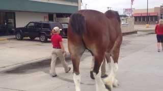 Where does a Clydesdale horse stop for a breakthe Tin Lizzy Tavern [upl. by Alfy518]