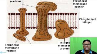 Eukaryotic Cell Plasma membrane [upl. by Westberg]