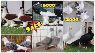 Fancy Kabootar Special  Fancy Pigeon Loft Indian Fantail  Kerala Fancy Kabootar [upl. by Negem]