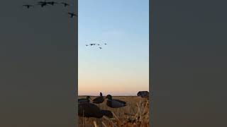 We were smacking Cobra Chickens in Manitoba hunting duck goose canada manitoba [upl. by Niaz692]