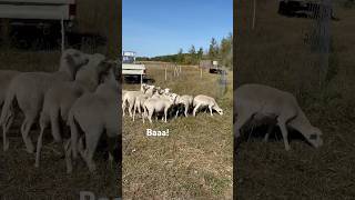 Moving Sheep with 1 hot wire [upl. by Htevi153]