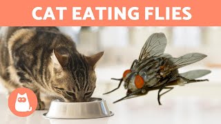 My CAT EATS FLIES 🐱🦟 Is it bad [upl. by Neroc]