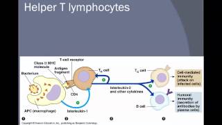 Helper T cells vs Killer T cellsmov [upl. by Notlrahc]