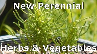 14 New Perennial Herbs amp Vegetables Ill Be Planting in My Garden [upl. by Odette]