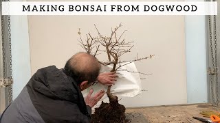 Making Bonsai from Dogwood [upl. by Subocaj]