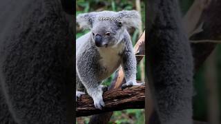 One day as a Koala animals wildlife koala epic [upl. by Tilford237]