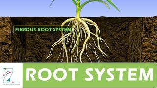 ROOT SYSTEM [upl. by Atem]