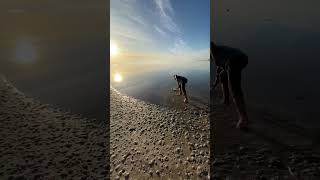 Family rescues a sand shark that is stranded in a shallow puddle on the beach [upl. by Aikemehs]