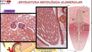 RESUMEN NEFRONA  GENERALIDADES E HISTOLOGÍA MedsToons FÁCIL Y RÁPIDO [upl. by Nylatsyrc613]