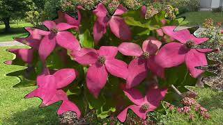 Passion Nature amp Jardin Cornus Kousa Scarlet Fire Pranzac 2023 [upl. by Gildas]