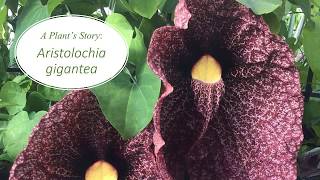 A Plants Story Aristolochia gigantea [upl. by Ahsial927]