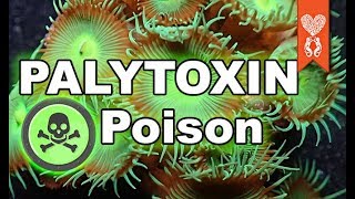 Palytoxin poison and how to avoid it in a reef aquarium [upl. by Halliday]