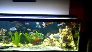 125 gallon mixed African cichlid aquariumupdate [upl. by Ninerb]