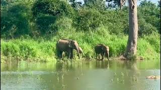 Three elephants eco park habaranaelephant [upl. by Navy]