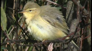 Pouillot fitis  Willow Warbler  Fitis   Phylloscopus trochilus [upl. by Edia]