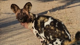 MABULA GAME LODGE  SOUTH AFRICA [upl. by Edurtreg833]