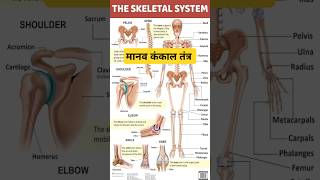 skeletal system मानव कंकाल तंत्र skeleton system of human bodyshorts ytshorts ytshort [upl. by Shoifet926]