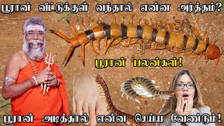 உங்க வீட்டுக்கு பூரான் வந்திருக்கா இதை பாருங்க Pooran veetukul vanthal enna palan  Centipede [upl. by Eelynnhoj]