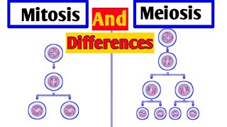 Difference Between Meiosis and Mitosis  Meiosis vs Mitosis  Mitosis and Meiosis Comparison [upl. by Akirrehs521]