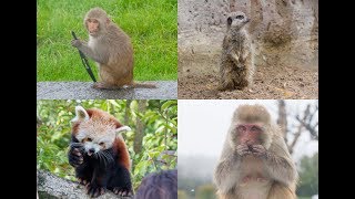 DRIVING THROUGH LONGLEAT SAFARI PARK  MONKEY DESTROYS CAR  FEEDING THE ANIMALS [upl. by Herr]