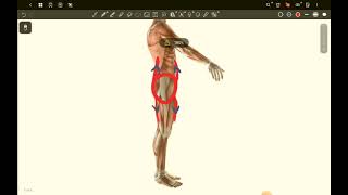 Anterior and Posterior pelvic tilt [upl. by Mirabel]