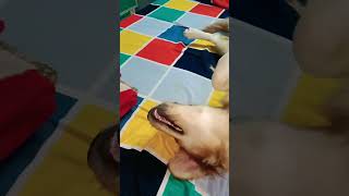 Viral short📸📸🐕🐕 tranding doglover shorts YouTube [upl. by Daffi97]