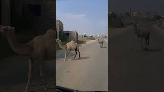 Camels walking on highway road satisfayingsounds shortsvideo short [upl. by Ecinehs]