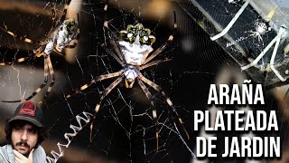 Araña plateada de jardin 4K Argiope argentata Araña tigre [upl. by Hanley]