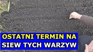 To Ostateczny Czas na Siewy TYCH Warzyw Co siać sadzić przełom Czerwiec Lipiec Kalendarz Ogrodnika [upl. by Packston]