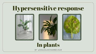 Hypersensitive response in plantsHR in plantsGhazalsChannelShort question [upl. by Atteynot]