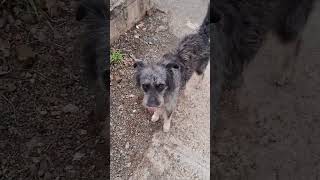 viendp la dificil vida de los perro en la calle como sobreviven [upl. by Nnyroc]