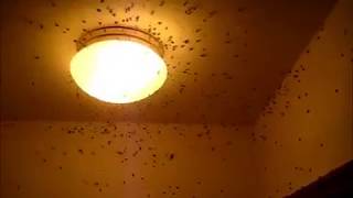 House flies invade a home [upl. by Ynot]