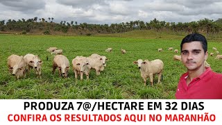 7 Hectares de Pastejo Rotacionado para Gado de CorteResultados do Mês de Outubro2021 [upl. by Nysa544]