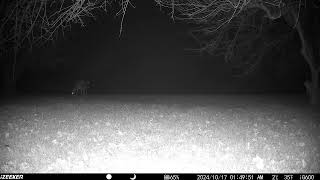 Pretty deer wanders in from the night trail camera2 20241019 [upl. by Colson717]