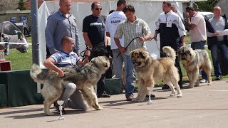 Sarplaninac  KULA 2012 Special Dog Show [upl. by Norabel]