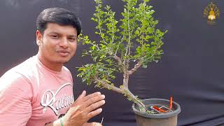 Bonsai for beginners wiring and Shaping a Commiphora Bonsai materialSreeBonsaiZoneintamil [upl. by Dahcir]