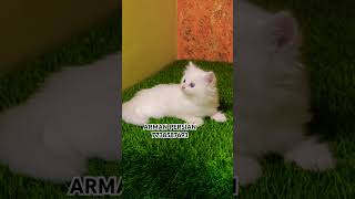 Persian cats for sale newsong song music cat persiankittensforsale catbreeds catlover kitten [upl. by Fujio]